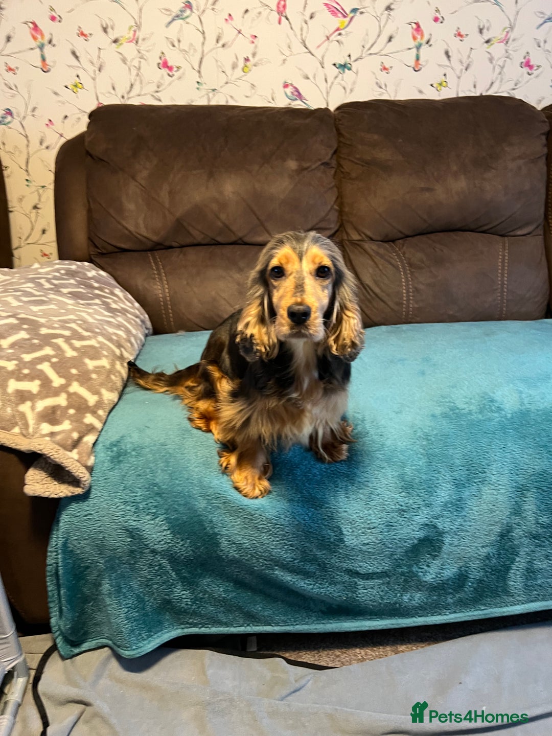 Cocker Spaniel dogs for sale: Show type cocker spaniel puppies - Advert 1