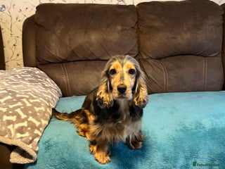 Cocker Spaniel dogs Show type cocker spaniel puppies - Advert 1