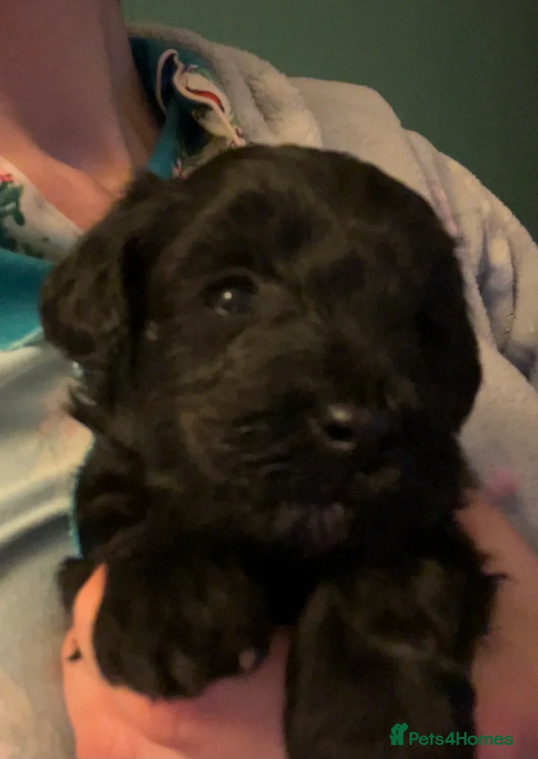 Maltipoo dogs for sale: Merle. Champagne, black pups Fully health tested in Newton Abbot - Advert 2