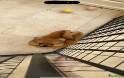 Pomeranian dogs for sale: One female for sale  - Image 5