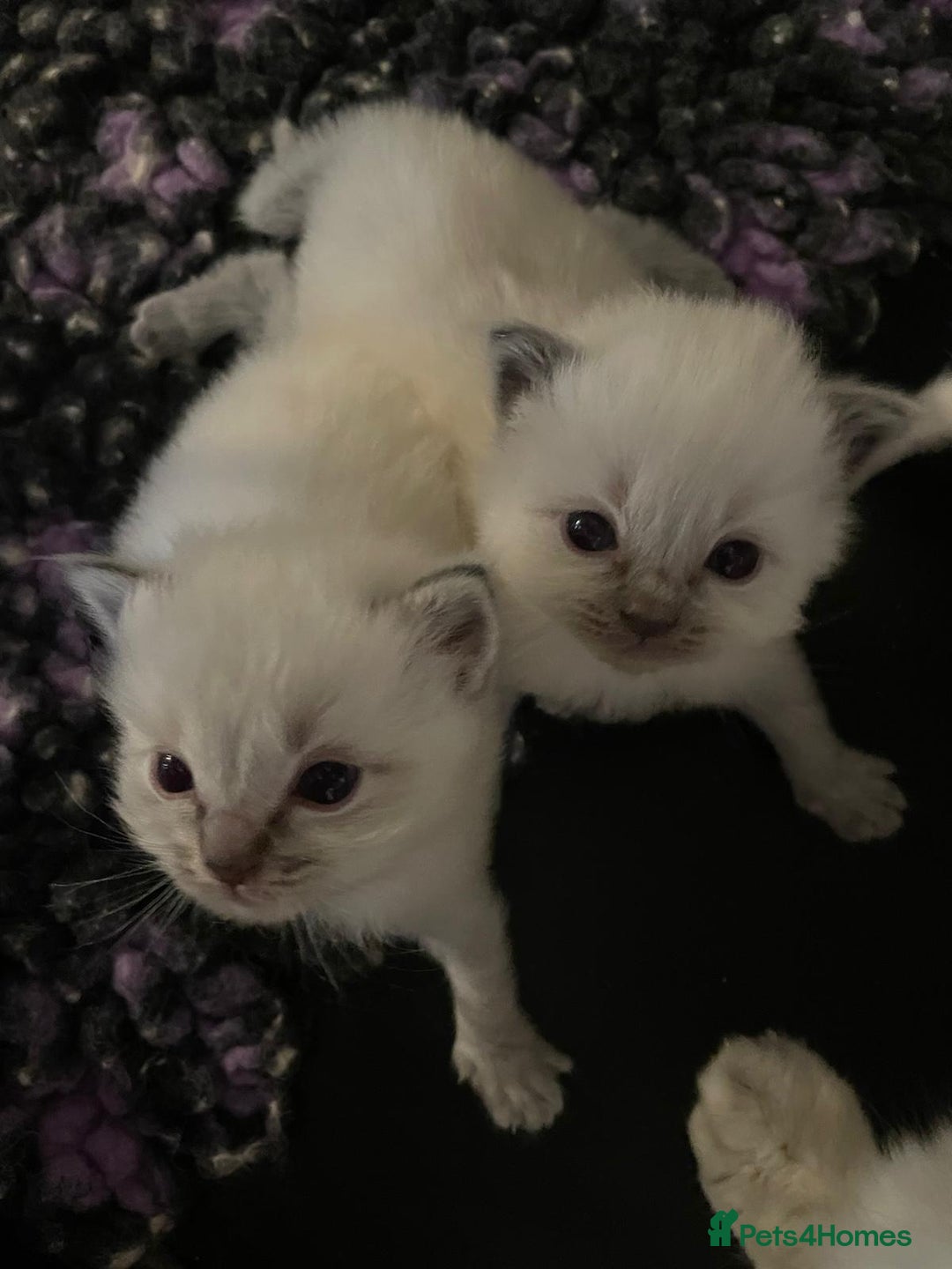 Ragdoll cats for sale: Beautiful GCCF Reg Pure Bred Ragdoll kittens - Image 19