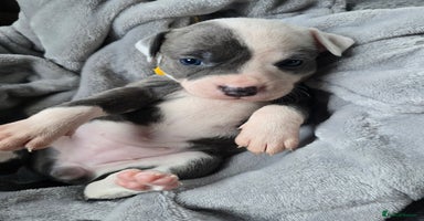 Staffordshire Bull Terrier dogs Staffordshire Bull Terrier  - Advert 7