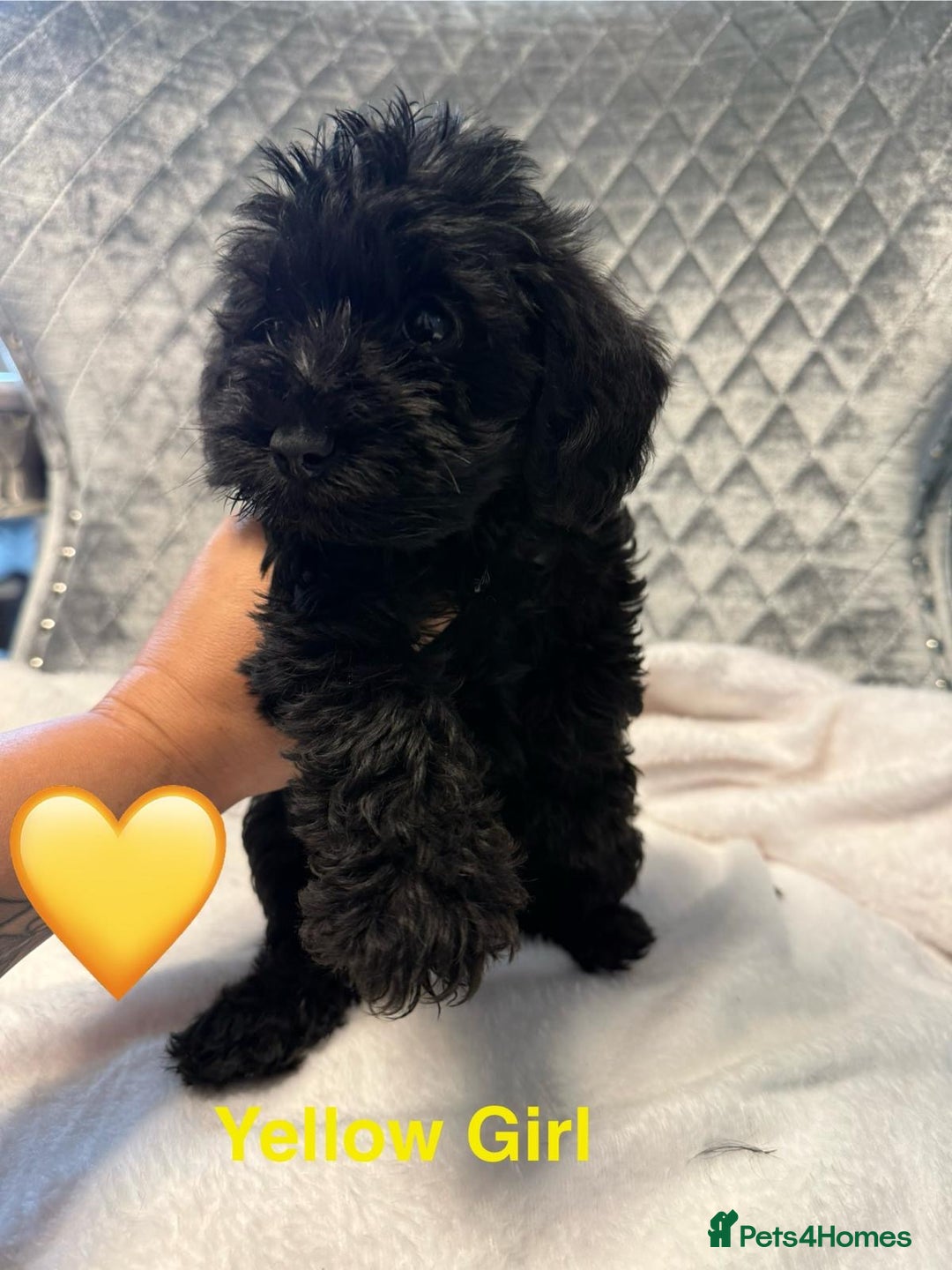 Schnoodle dogs for sale: Beautiful Schnoodle Puppies For Sale - Image 4