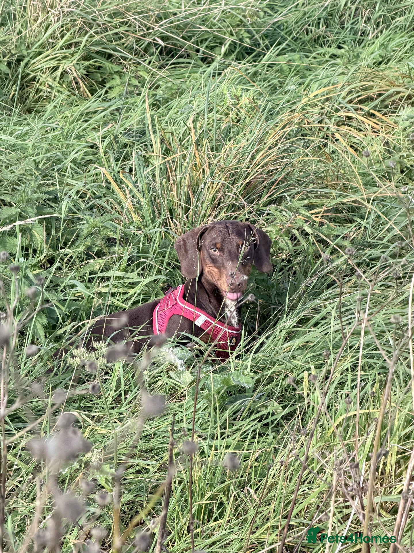 Dachshund dogs Ozzy is looking for his forever home  - Advert 18