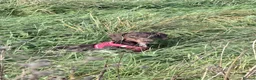 Dachshund dogs for sale: Ozzy is looking for his forever home  - Advert 1