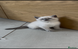 British Shorthair cats for sale: Blue Male GCCF British Shorthaired kitten in Ingatestone - Image 1