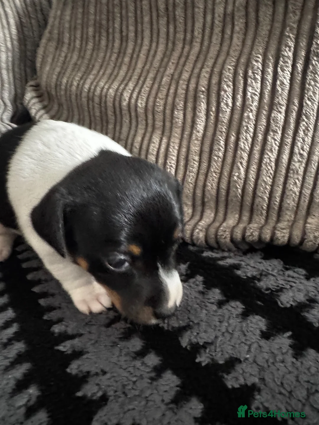 Jack Russell dogs for sale: Jack Russell  in Aylesford - Advert 23