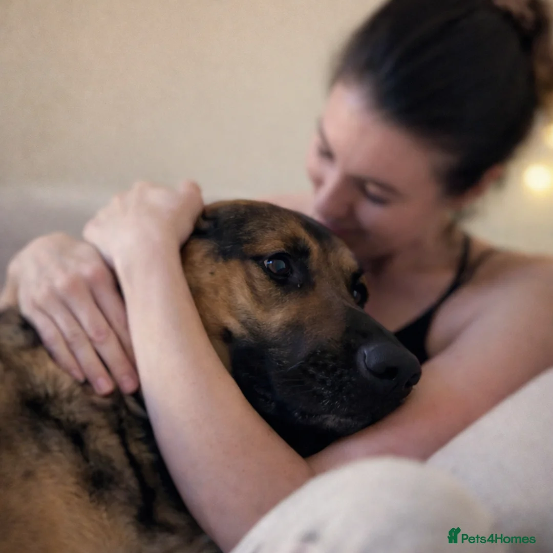 German Shepherd dogs for adoption: 💔JIM IS STILL WAITING..HE DOESN’T UNDERSTAND WHY  - Advert 9