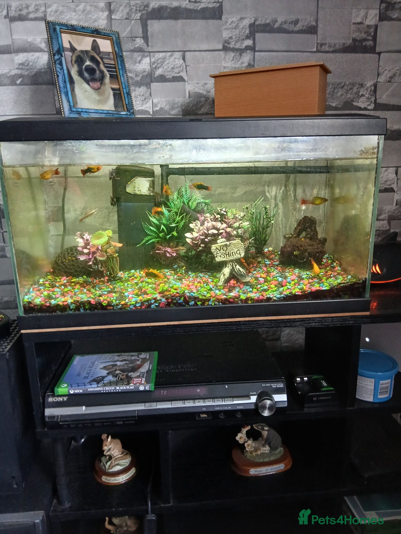 Platies fish Full set up including fish - Advert 7