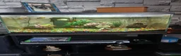 Platies fish for sale: Full set up including fish in Huddersfield - Advert 1