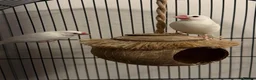 Finches birds for sale: Two Java sparrow birds  in Sheffield - Advert 4