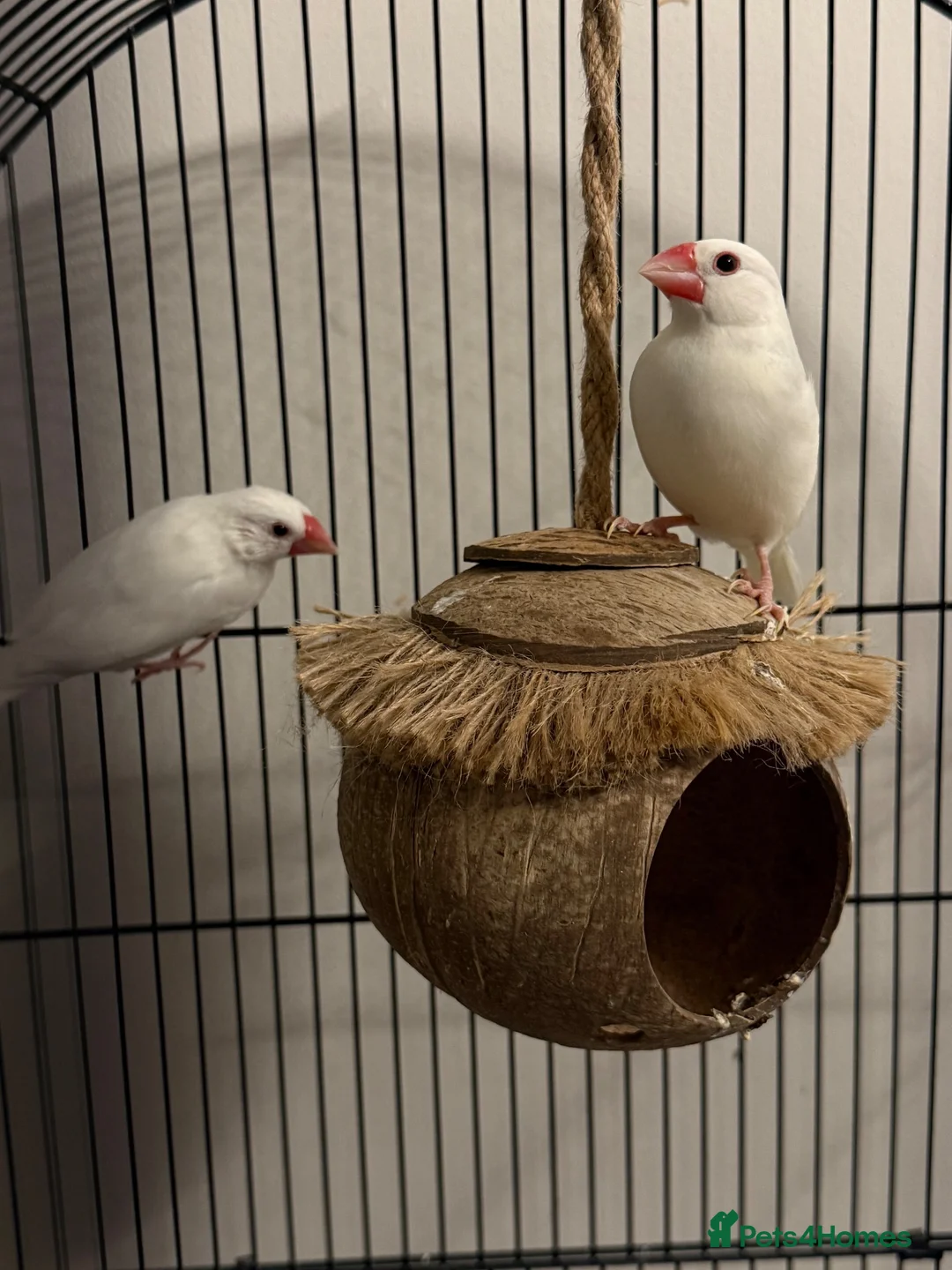 Finches birds for sale: Two Java sparrow birds  in Sheffield - Advert 4
