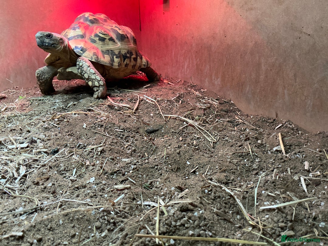Tortoise reptiles for sale: Leopard Tortoise (Enso) Healthy & Friendly - Image 3