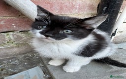 British Shorthair cats for sale: Cats for sale - Image 10