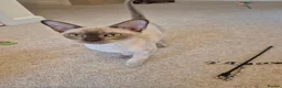 Burmese cats for sale: Gorgeous Pedigree Burmese Kittens - Advert 12