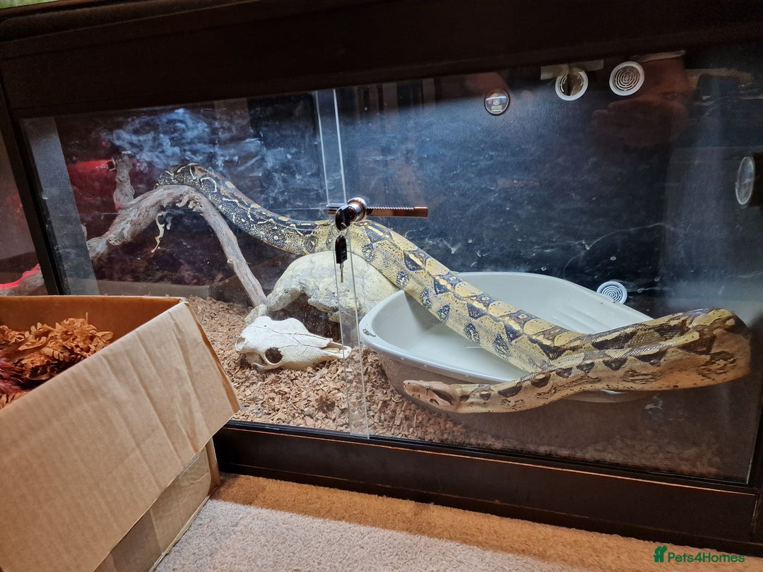 Boa Snake reptiles for sale: Female boa approx 8yo.  - Image 3