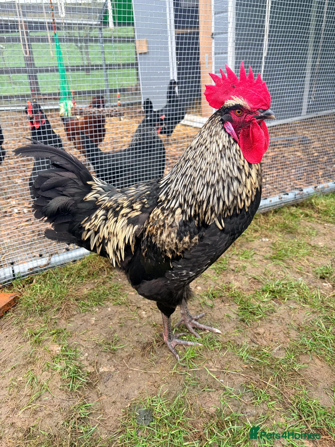 Chickens poultry for sale: Mixed size and colour cockerels  in Daventry - Advert 1