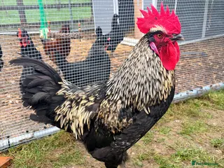 Chickens poultry Mixed size and colour cockerels in Daventry - Advert 4