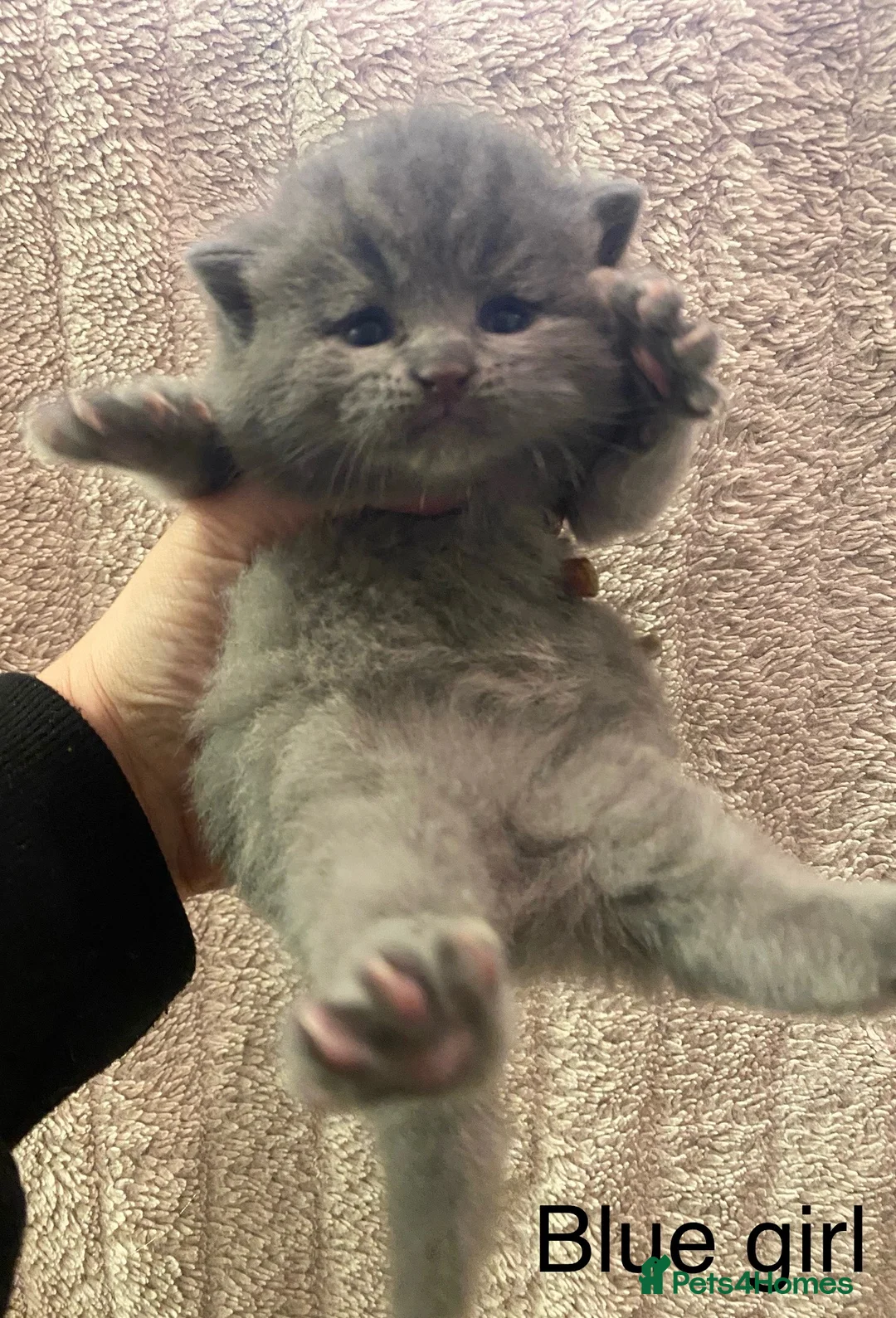 British Shorthair cats for sale: Silver blue black polydactyl & non polydactyl  - Advert 8