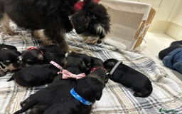 Miniature Schnauzer dogs for sale: 8 beautiful kc registered miniature schnauzer pups - Image 18
