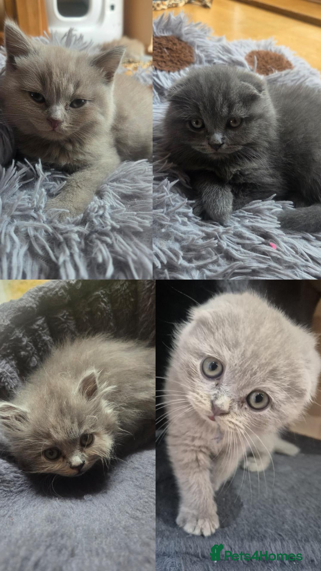 Scottish Fold cats Scottish fold and straight, girl, boy - Advert 18