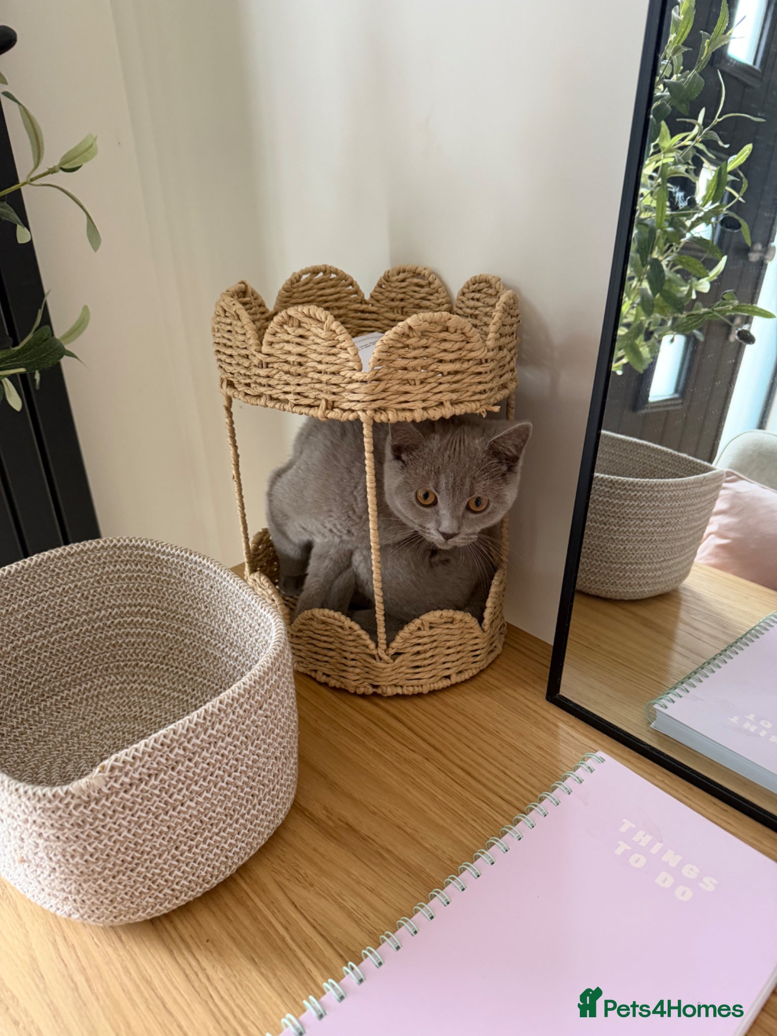 British Shorthair cats Hudson the Handsome British shorthair  - Advert 15
