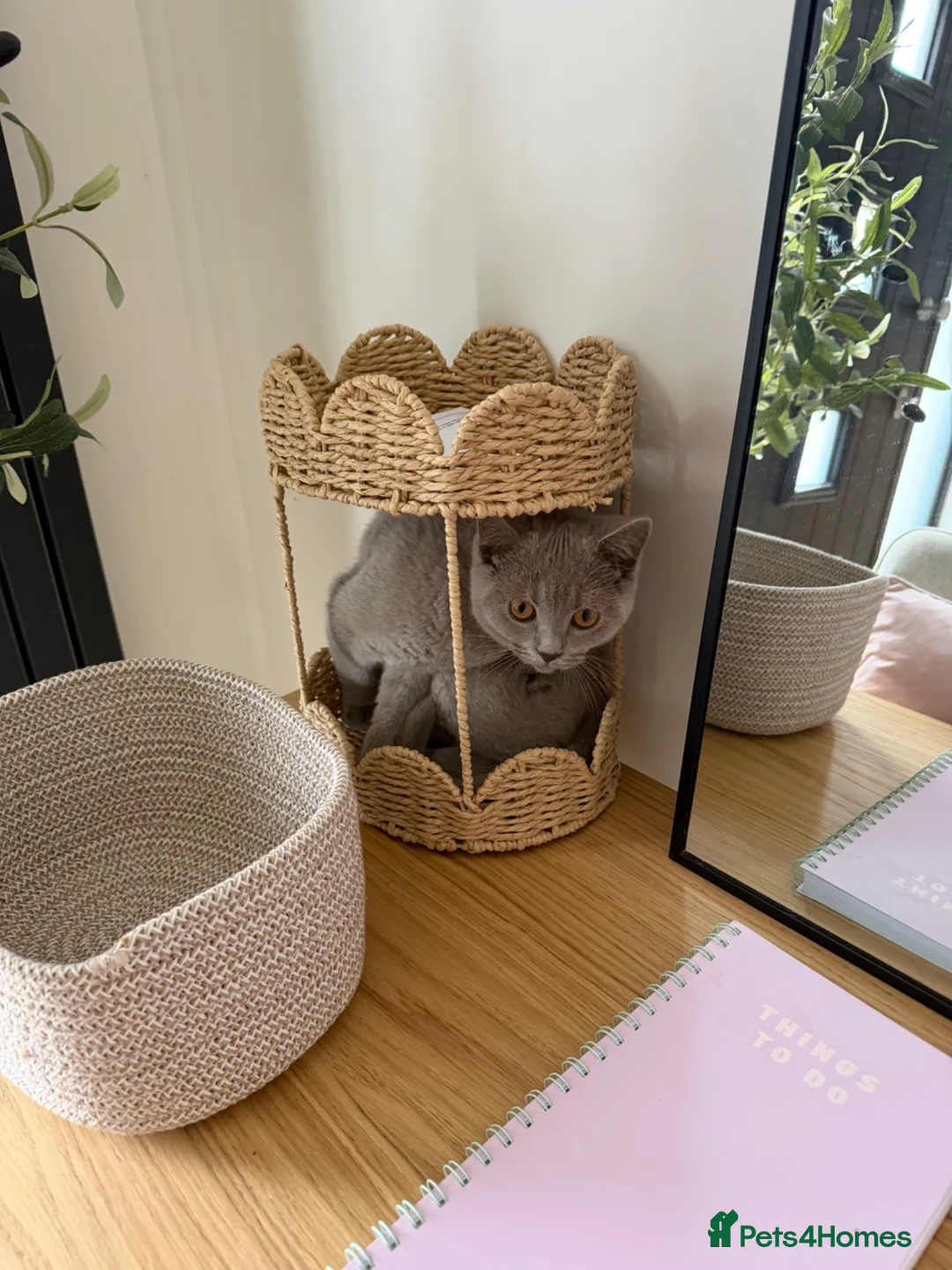 British Shorthair cats for sale: Hudson the Handsome British shorthair  - Advert 1