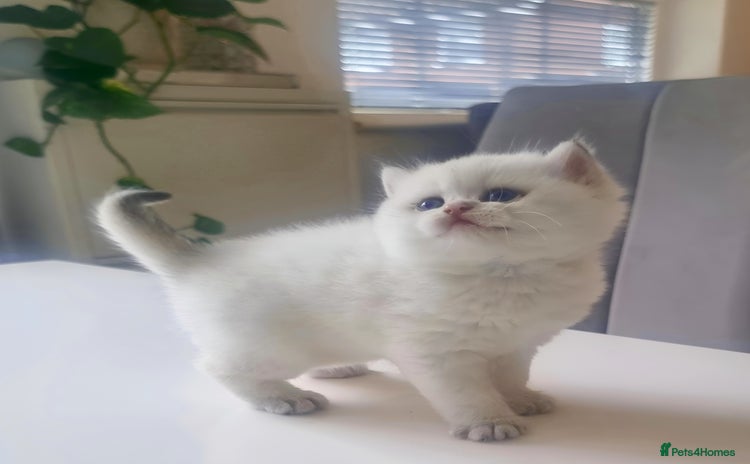 British Shorthair cats - Advert 14