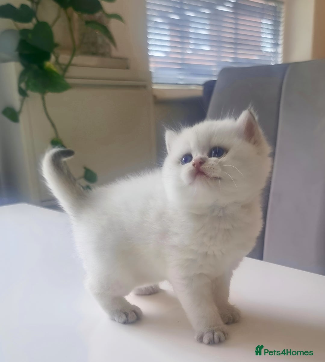 British Shorthair cats for sale: GCCF Chunky Silver tipped health tested parents - Image 3