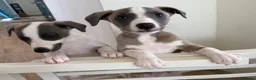 Whippet dogs for sale: Beautiful Fawn and Blue Whippets in Duns - Advert 2
