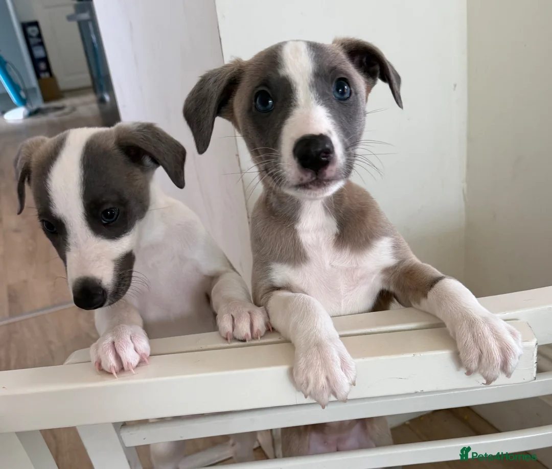 Whippet dogs for sale: Beautiful Fawn and Blue Whippets in Duns - Advert 2