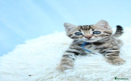 Bengal cats for sale: 🔥Stunning Bengal kittens Available🔥 - Image 7