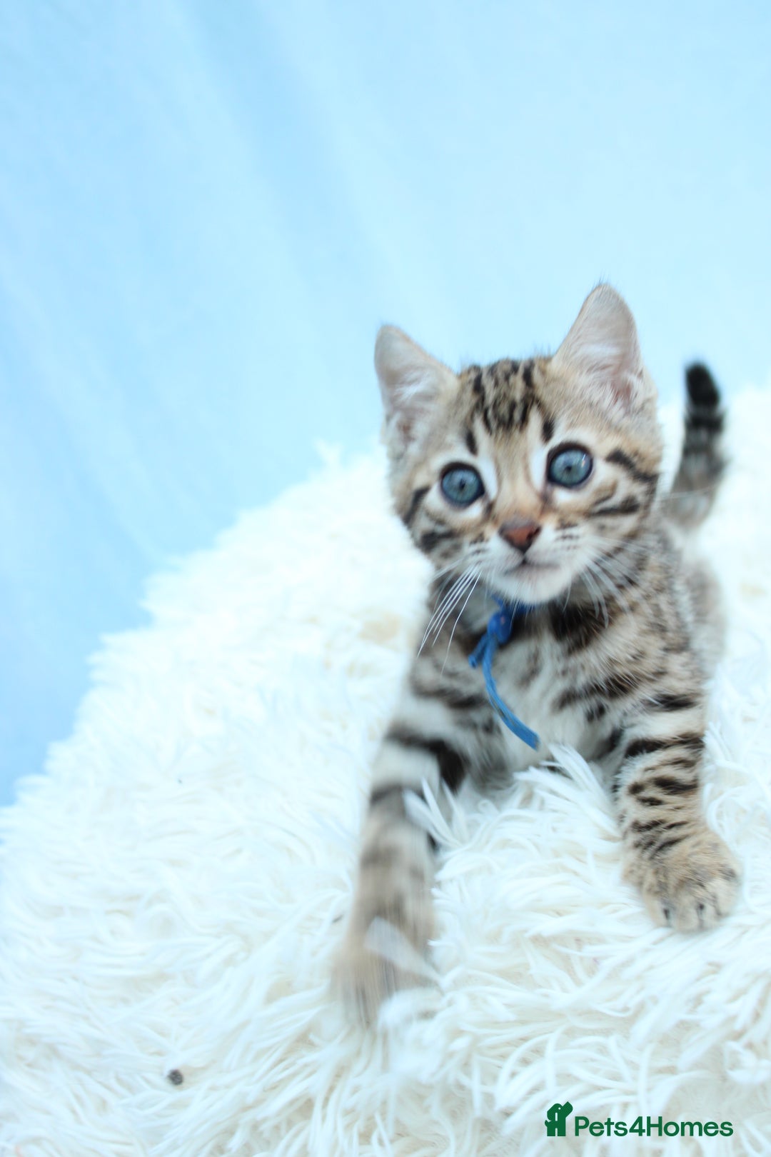 Bengal cats for sale: 🔥Stunning Bengal kittens Available🔥 - Image 7