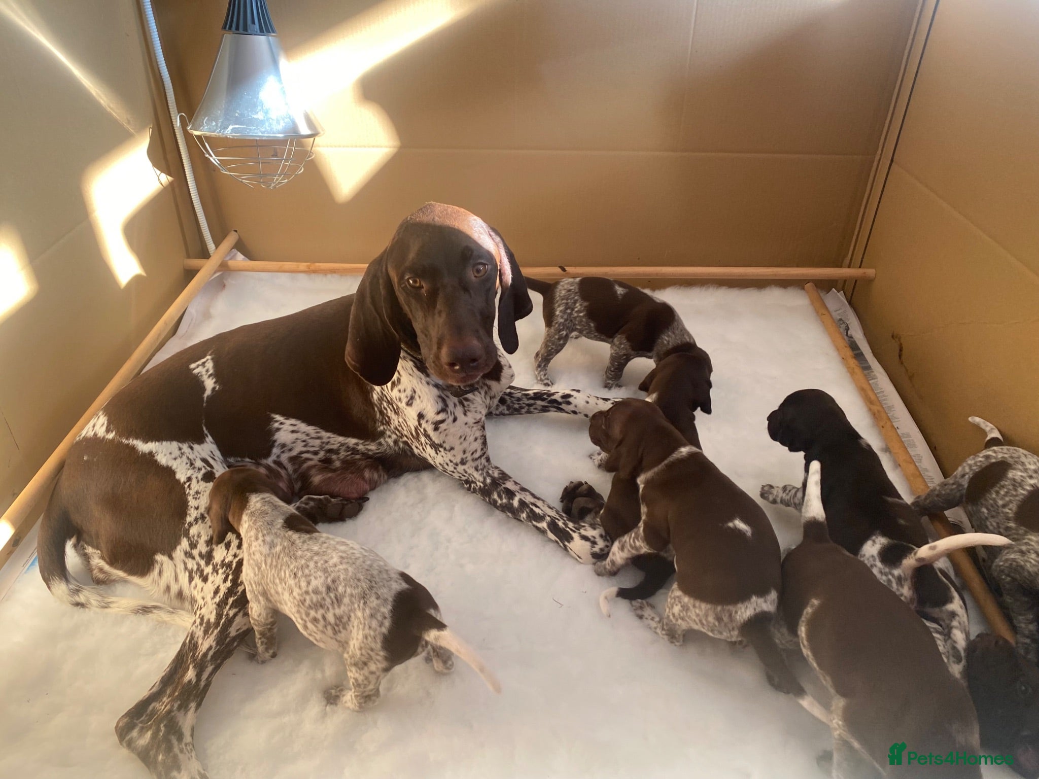 German Shorthaired Pointer dogs KC registered German shorthaired pointer puppies - Advert 6