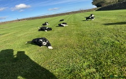 Border Collie dogs for sale: Superb litter of purebred Border Collie puppies  - Image 23