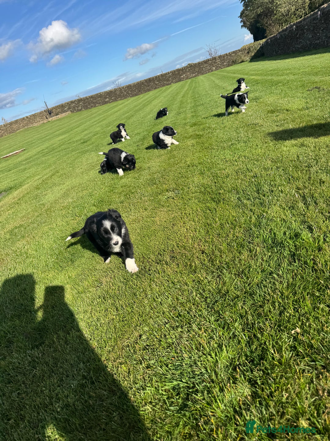 Border Collie dogs for sale: Superb litter of purebred Border Collie puppies  - Image 23