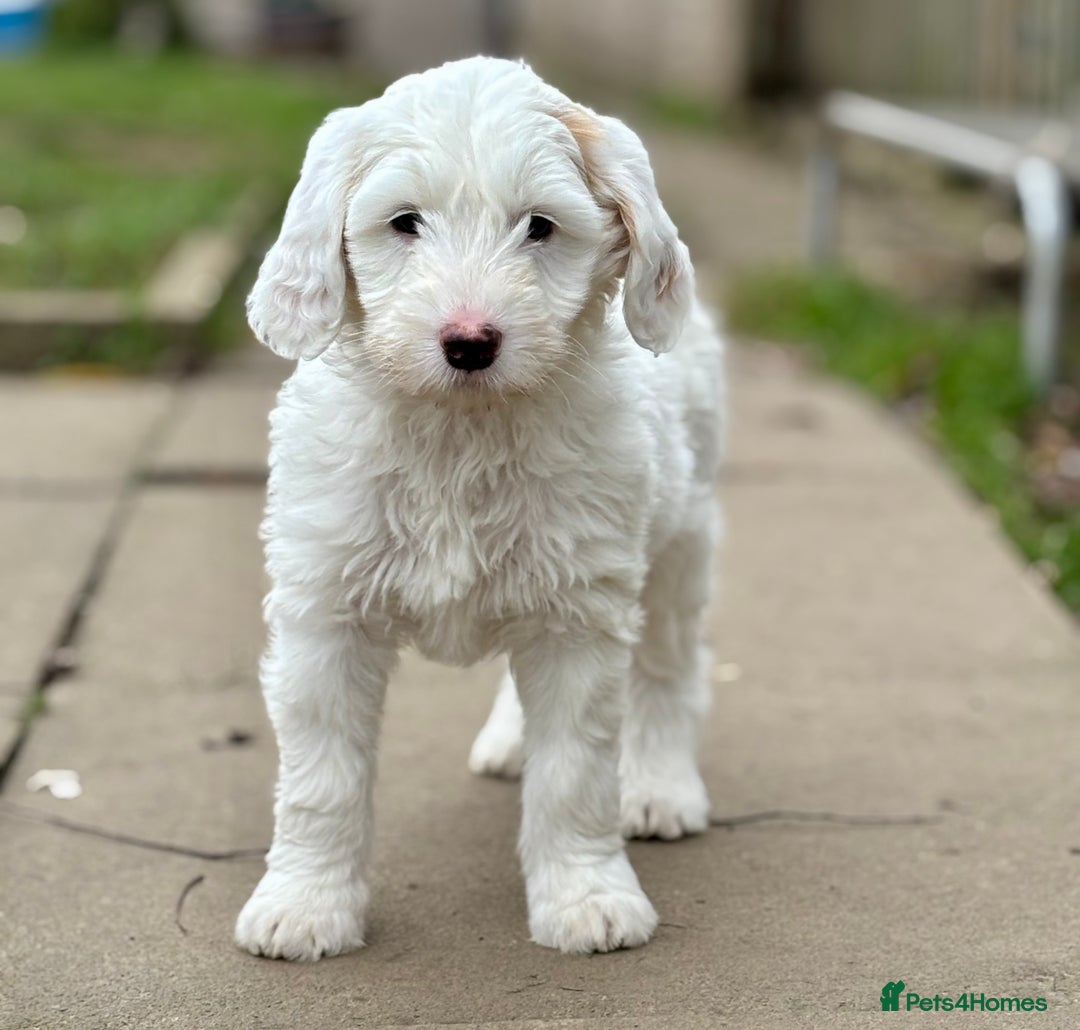 Australian Labradoodle dogs for sale: Exceptionally bred for Health! Temperament! Looks! - Advert 10