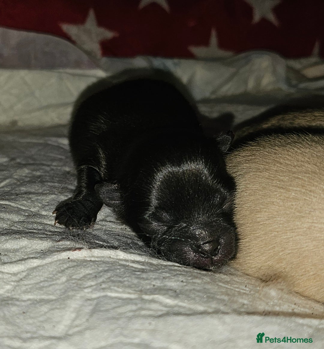 Pomeranian dogs for sale: 4 outstanding quality bear pomeranian puppies - Advert 7