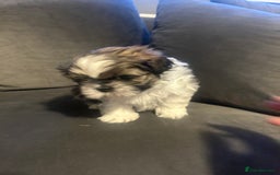 Shih Tzu dogs for sale: Shihtzu Puppies Available for reserve - Image 1