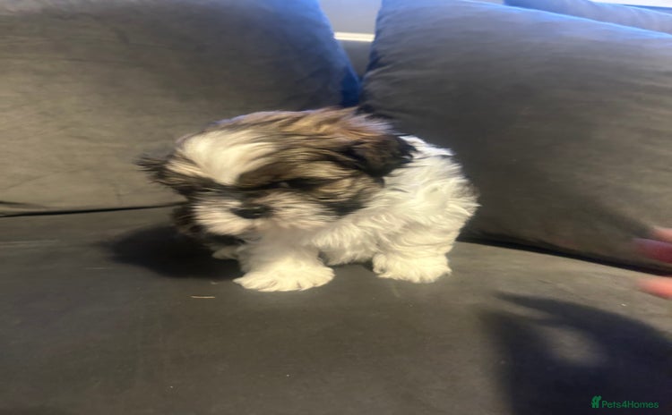Shih Tzu dogs - Advert 2