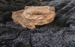 Pomeranian dogs for sale: Pomeranian puppies  - Advert 4