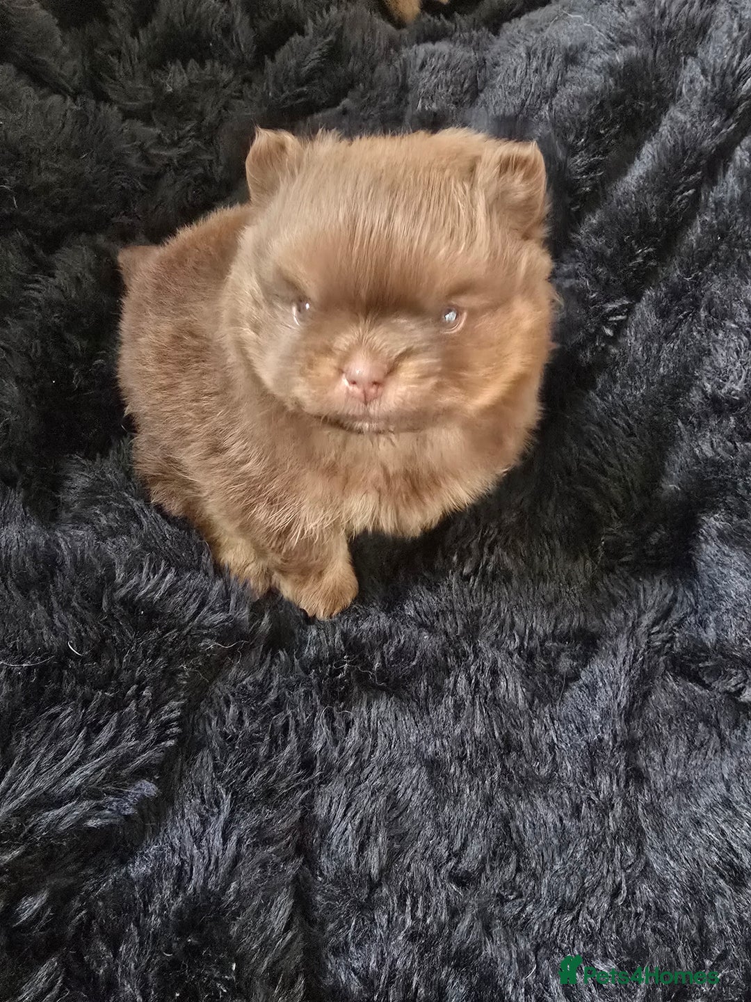 Pomeranian dogs for sale: Pomeranian puppies  - Advert 4