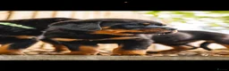 Rottweiler dogs for sale: 🐾 KC Registered Rottweiler Puppies for sale in Huddersfield - Advert 29