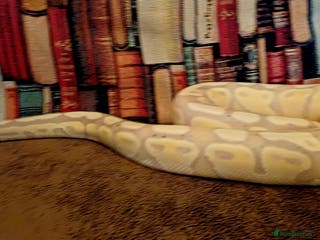 Python Snake reptiles Beautiful female python - Advert 1