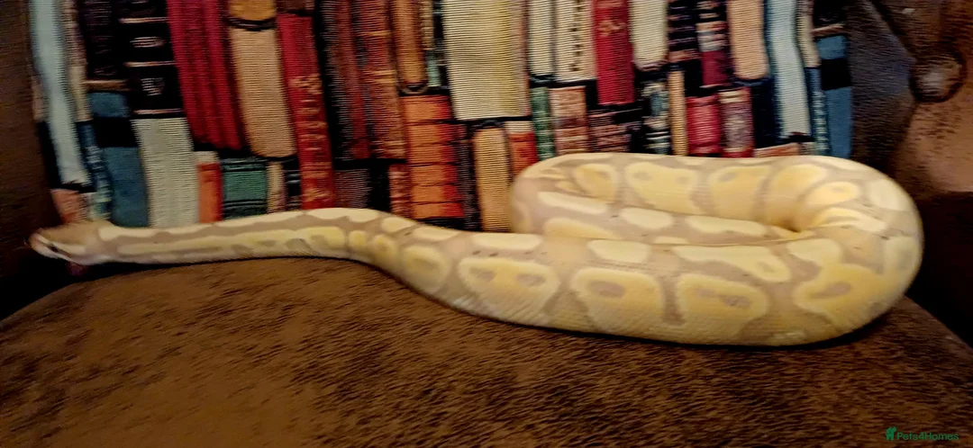 Python Snake reptiles for sale: Beautiful pythons for sale  - Advert 1