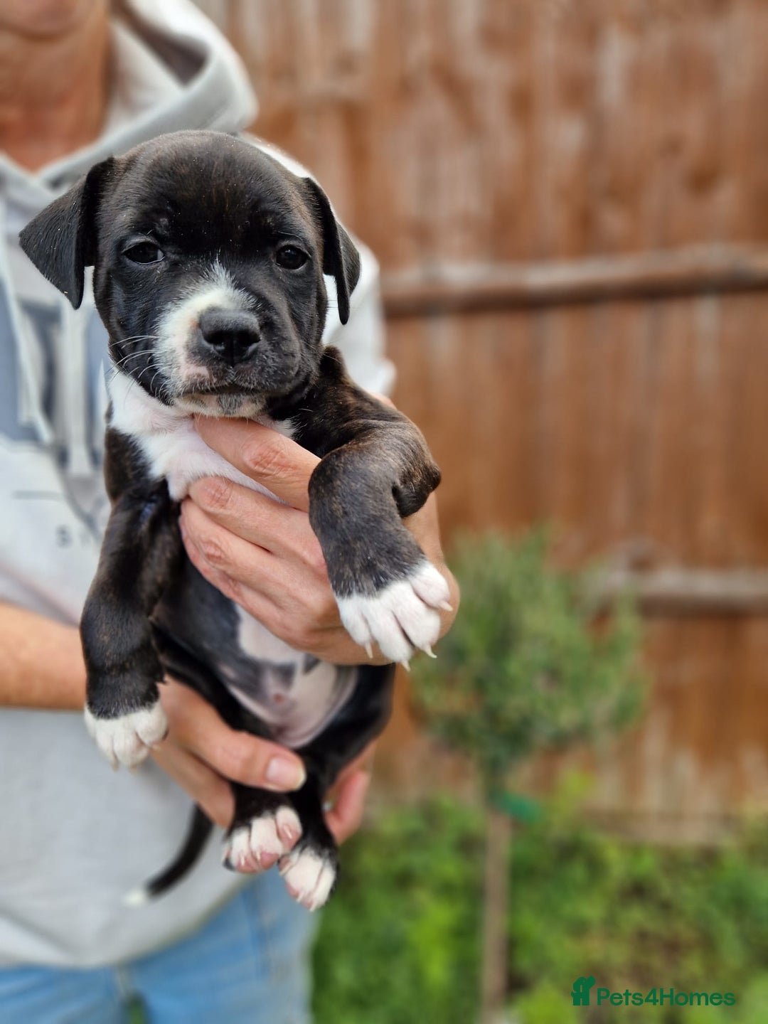 Staffordshire Bull Terrier dogs for sale: KC Reg Staffy Pups – Beautiful Chunky Puppys - Image 20