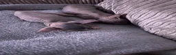 Sphynx cats for sale: Kitten in Rotherham - Advert 34