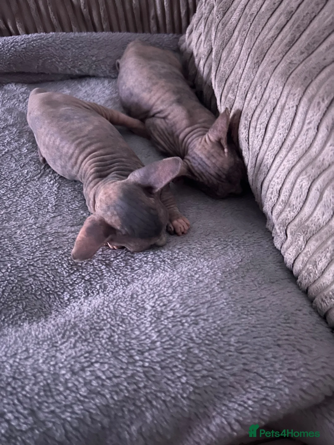 Sphynx cats for sale: Kitten in Rotherham - Advert 34
