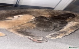 Domestic Shorthair cats for sale: 3 kittens(ginger,grey) ready to join their new hom - Image 11