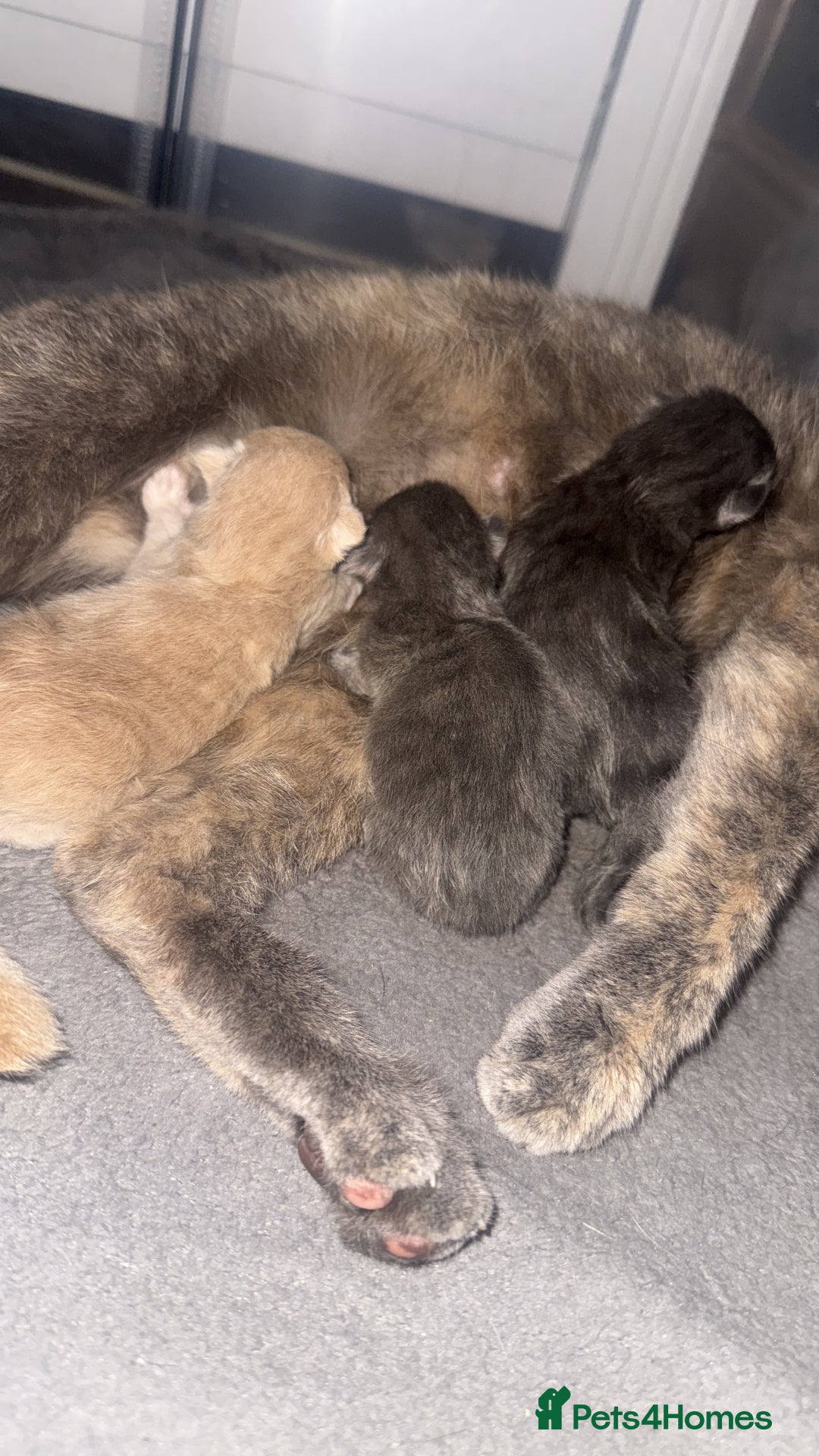 Domestic Shorthair cats for sale: 3 kittens(ginger,grey) ready to join their new hom - Image 11